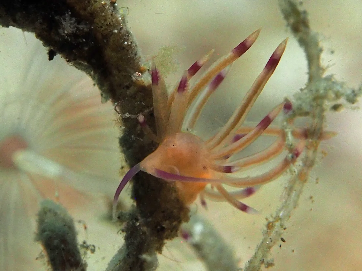 Unidentia aliciae - Indonesia - Lembeh