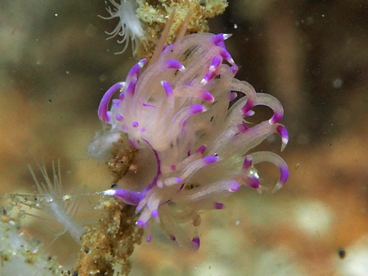 Unidentia sandramillenae - Indonesia - Lembeh
