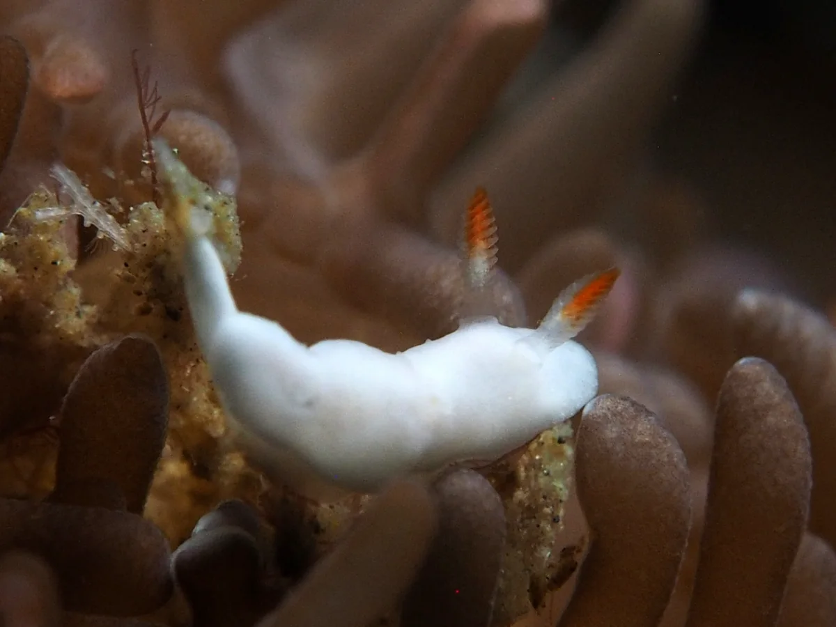 Verconia simplex - Indonesia - Lembeh