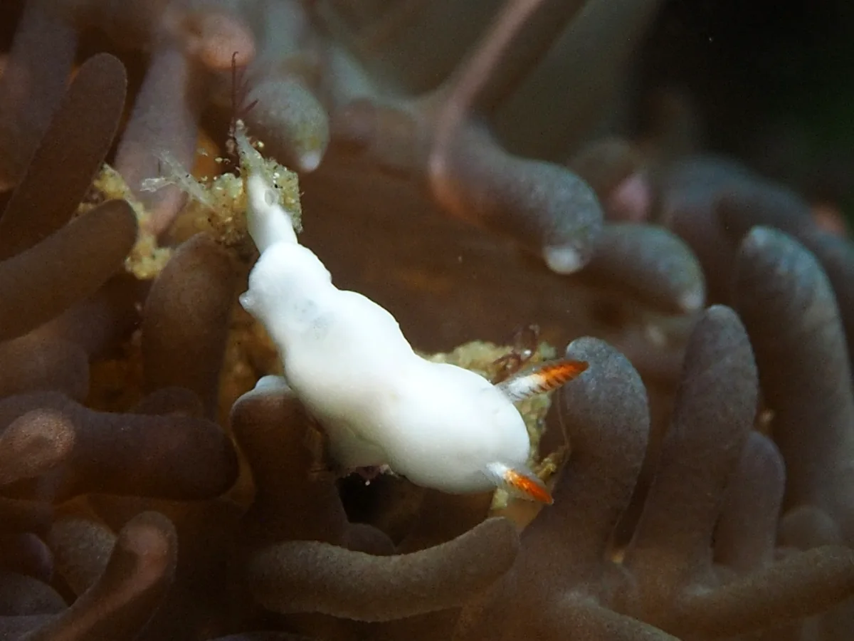 Verconia simplex - Indonesia - Lembeh