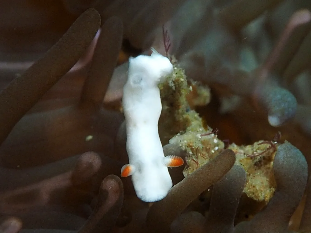 Verconia simplex - Indonesia - Lembeh